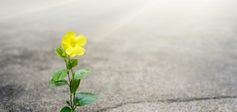 Yellow,Flower,Growing,On,Crack,Street,,Hope,Concept