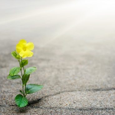 Yellow,Flower,Growing,On,Crack,Street,,Hope,Concept
