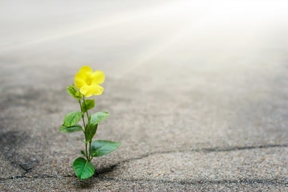Yellow,Flower,Growing,On,Crack,Street,,Hope,Concept